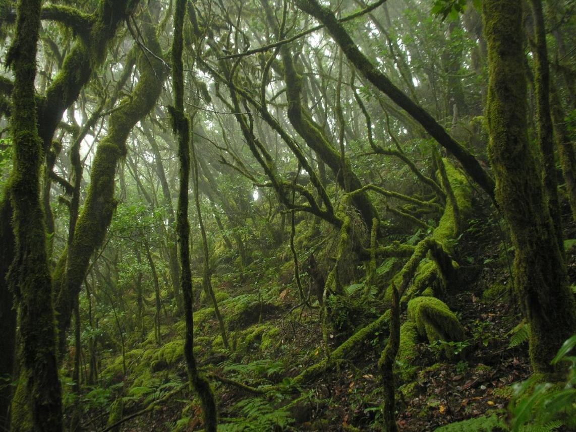 Santa Cruz De Tenerife Toscal Εξωτερικό φωτογραφία