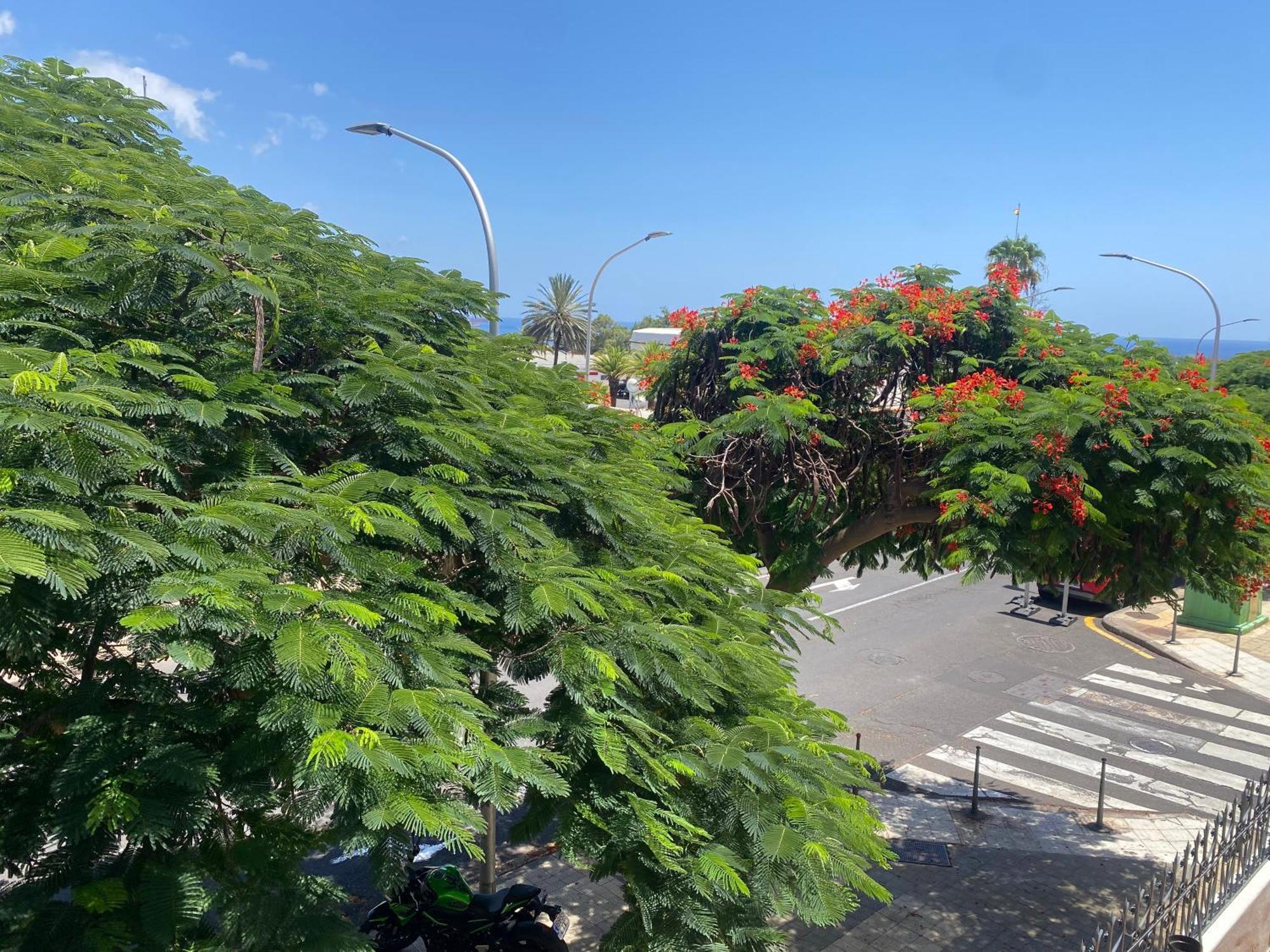 Santa Cruz De Tenerife Toscal Εξωτερικό φωτογραφία